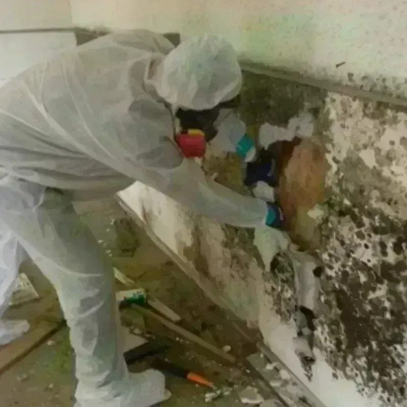 Mold Remediation and Removal in Mill Valley, CA